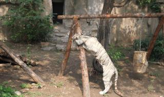 北京动物园老虎吃人
